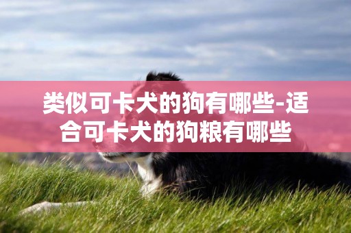 類似可卡犬的狗有哪些-適合可卡犬的狗糧有哪些