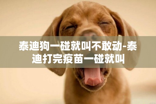 泰迪狗一碰就叫不敢動-泰迪打完疫苗一碰就叫