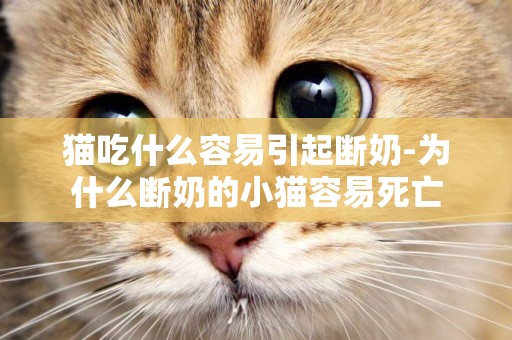 貓吃什么容易引起斷奶-為什么斷奶的小貓容易死亡