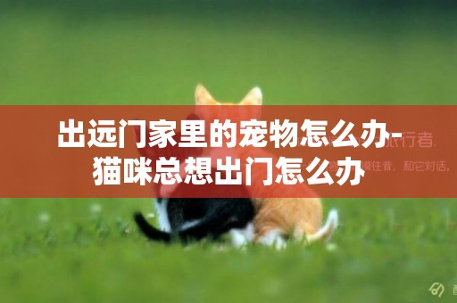 出遠門家里的寵物怎么辦-貓咪總想出門怎么辦