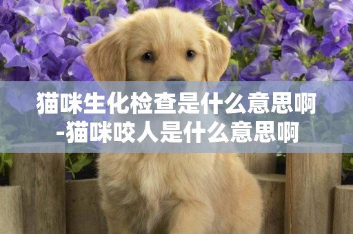 貓咪生化檢查是什么意思啊-貓咪咬人是什么意思啊