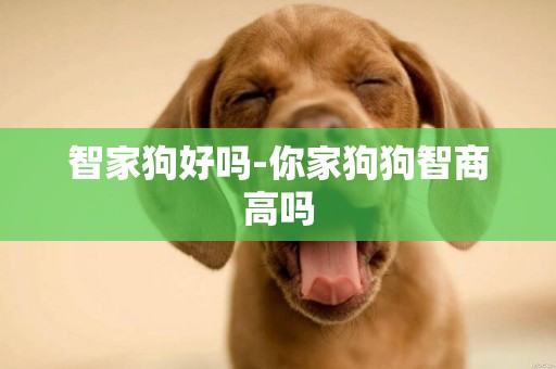 智家狗好嗎-你家狗狗智商高嗎
