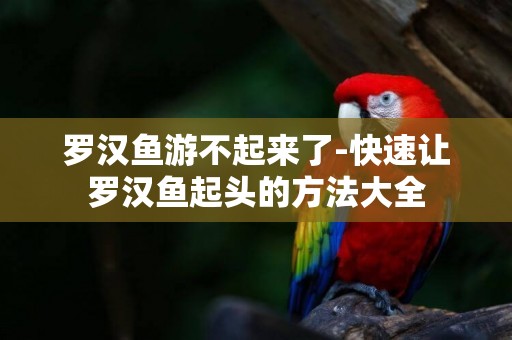 羅漢魚游不起來了-快速讓羅漢魚起頭的方法大全