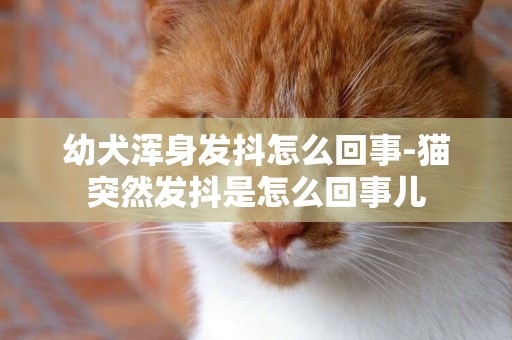 幼犬渾身發抖怎么回事-貓突然發抖是怎么回事兒