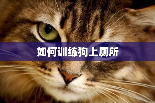 如何訓練狗上廁所