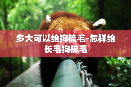 多大可以給狗梳毛-怎樣給長毛狗梳毛