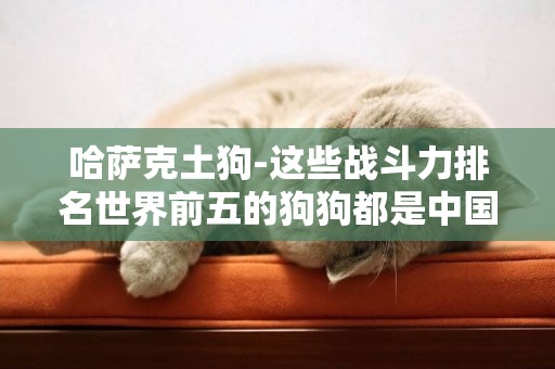 哈薩克土狗-這些戰斗力排名世界前五的狗狗都是中國的本土犬種