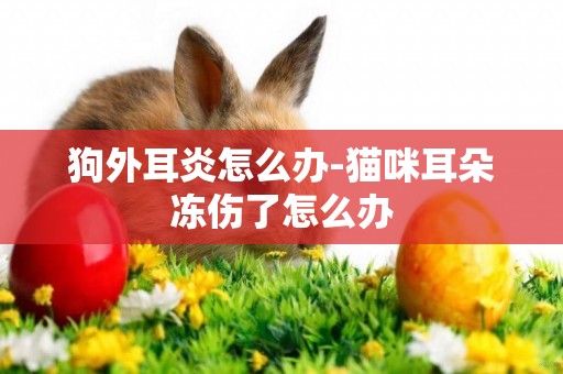 狗外耳炎怎么辦-貓咪耳朵凍傷了怎么辦