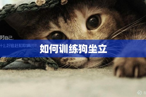 如何訓練狗坐立