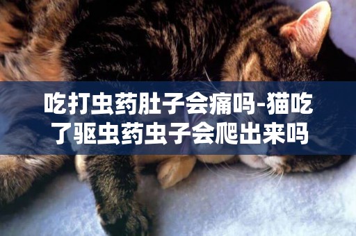 吃打蟲藥肚子會痛嗎-貓吃了驅蟲藥蟲子會爬出來嗎