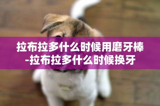 拉布拉多什么時候用磨牙棒-拉布拉多什么時候換牙