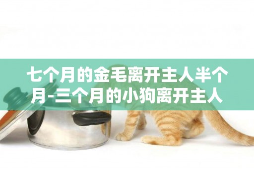 七個月的金毛離開主人半個月-三個月的小狗離開主人會想嗎