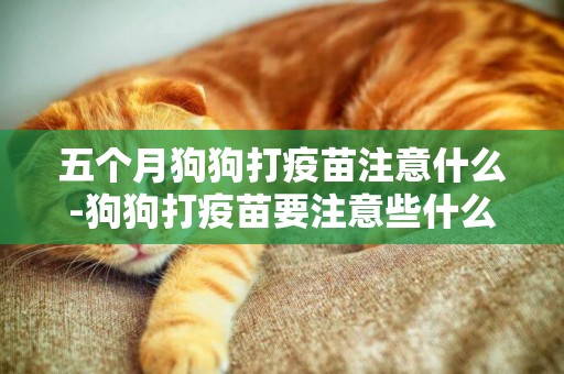 五個月狗狗打疫苗注意什么-狗狗打疫苗要注意些什么