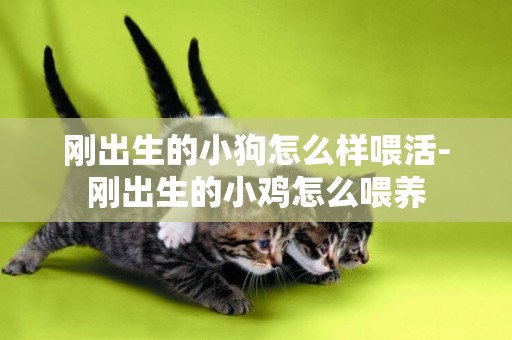剛出生的小狗怎么樣喂活-剛出生的小雞怎么喂養