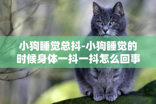 小狗睡覺總抖-小狗睡覺的時候身體一抖一抖怎么回事