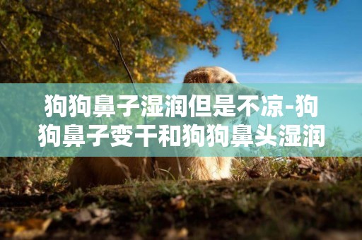 狗狗鼻子濕潤但是不涼-狗狗鼻子變干和狗狗鼻頭濕潤的原因