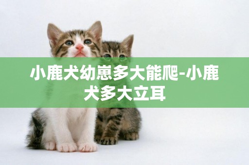小鹿犬幼崽多大能爬-小鹿犬多大立耳