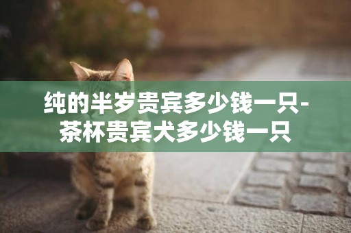純的半歲貴賓多少錢一只-茶杯貴賓犬多少錢一只