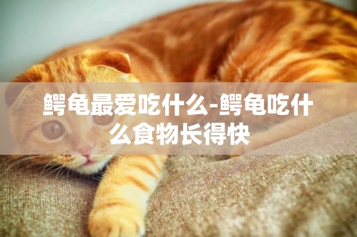 鱷龜最愛吃什么-鱷龜吃什么食物長得快