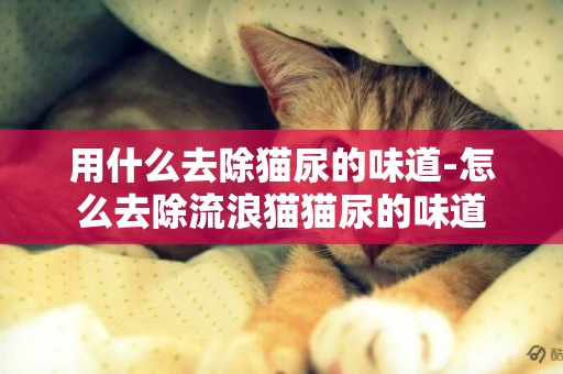 用什么去除貓尿的味道-怎么去除流浪貓貓尿的味道