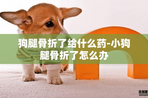 狗腿骨折了給什么藥-小狗腿骨折了怎么辦