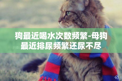 狗最近喝水次數頻繁-母狗最近排尿頻繁還尿不盡