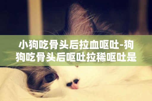 小狗吃骨頭后拉血嘔吐-狗狗吃骨頭后嘔吐拉稀嘔吐是怎么回事