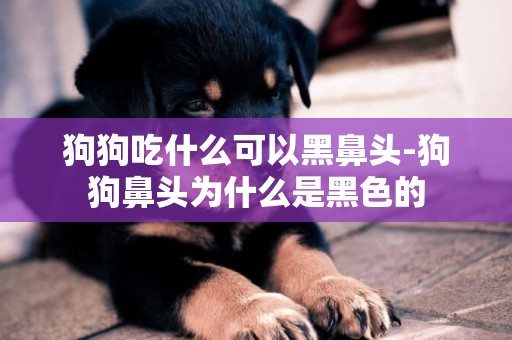 狗狗吃什么可以黑鼻頭-狗狗鼻頭為什么是黑色的
