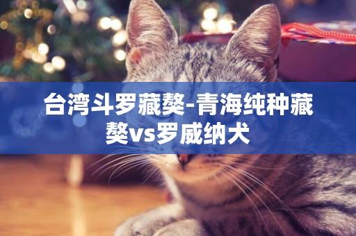 臺灣斗羅藏獒-青海純種藏獒vs羅威納犬