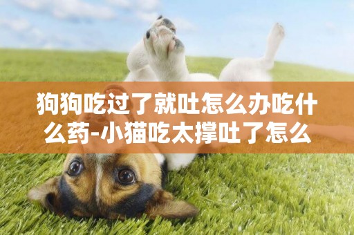 狗狗吃過了就吐怎么辦吃什么藥-小貓吃太撐吐了怎么辦