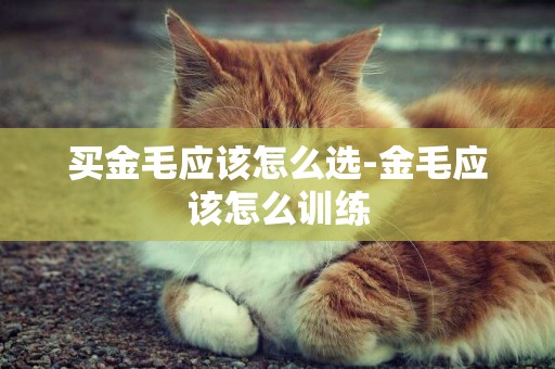 買金毛應該怎么選-金毛應該怎么訓練