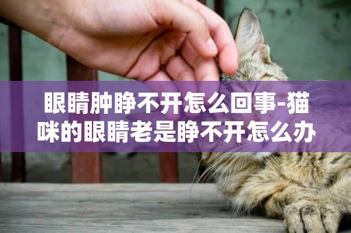 眼睛腫睜不開怎么回事-貓咪的眼睛老是睜不開怎么辦