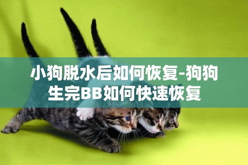 小狗脫水后如何恢復-狗狗生完BB如何快速恢復