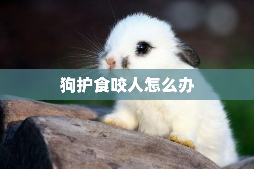 狗護食咬人怎么辦