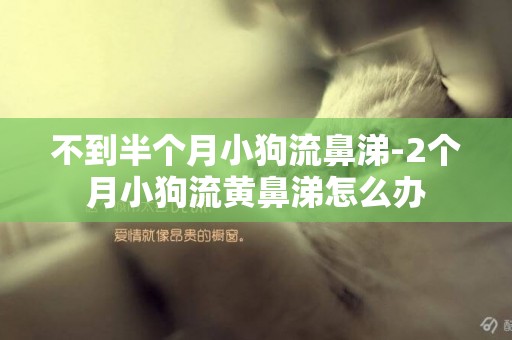 不到半個月小狗流鼻涕-2個月小狗流黃鼻涕怎么辦