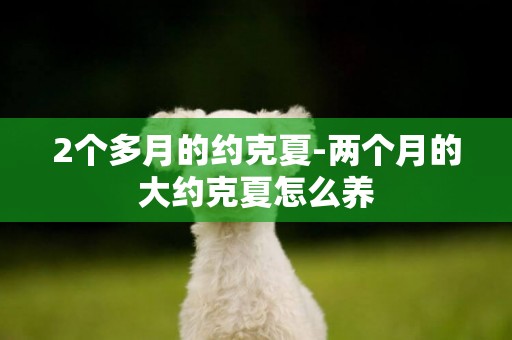 2個多月的約克夏-兩個月的大約克夏怎么養