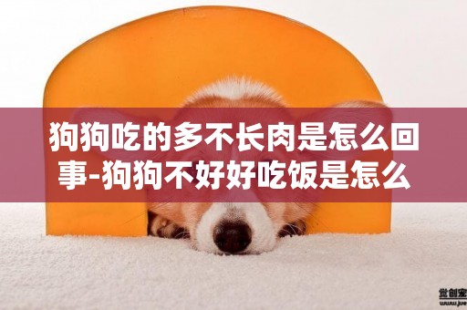 狗狗吃的多不長肉是怎么回事-狗狗不好好吃飯是怎么回事