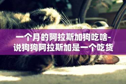 一個月的阿拉斯加狗吃啥-說狗狗阿拉斯加是一個吃貨
