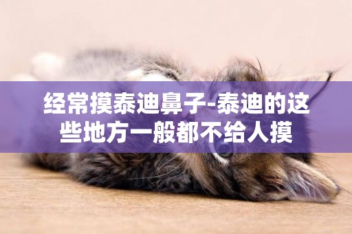 經常摸泰迪鼻子-泰迪的這些地方一般都不給人摸