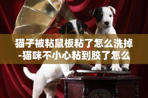 貓子被粘鼠板粘了怎么洗掉-貓咪不小心粘到膠了怎么辦