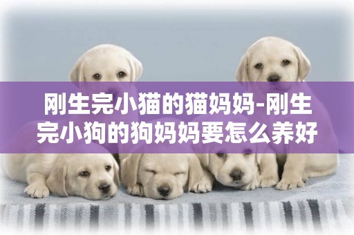 剛生完小貓的貓媽媽-剛生完小狗的狗媽媽要怎么養好