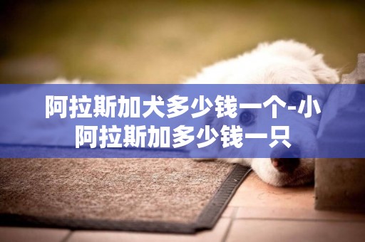 阿拉斯加犬多少錢一個-小阿拉斯加多少錢一只