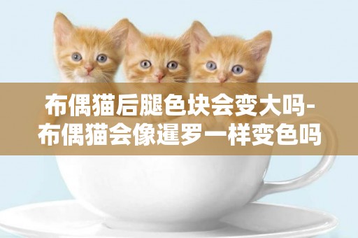 布偶貓后腿色塊會變大嗎-布偶貓會像暹羅一樣變色嗎