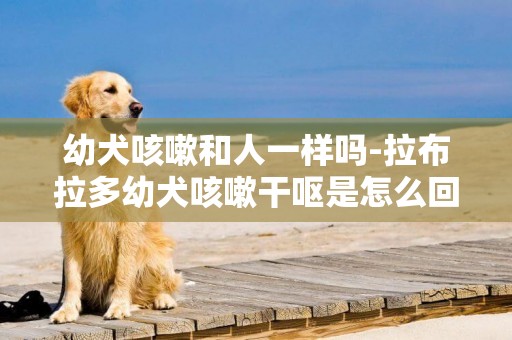 幼犬咳嗽和人一樣嗎-拉布拉多幼犬咳嗽干嘔是怎么回事