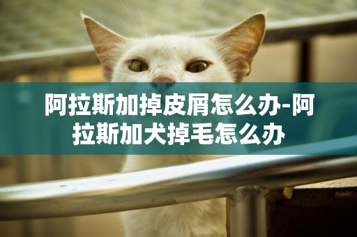 阿拉斯加掉皮屑怎么辦-阿拉斯加犬掉毛怎么辦