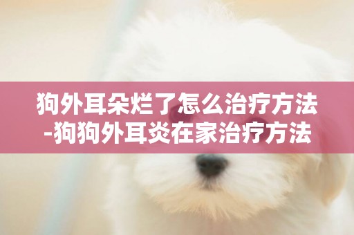 狗外耳朵爛了怎么治療方法-狗狗外耳炎在家治療方法