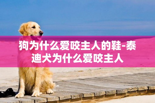 狗為什么愛咬主人的鞋-泰迪犬為什么愛咬主人
