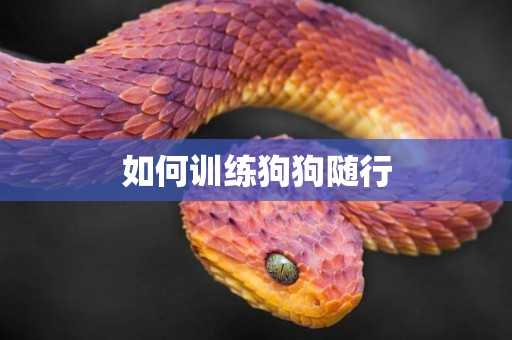 如何訓練狗狗隨行