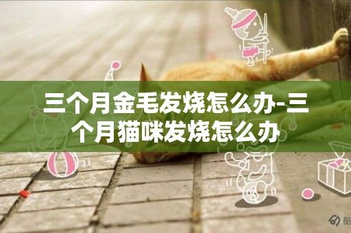 三個月金毛發燒怎么辦-三個月貓咪發燒怎么辦