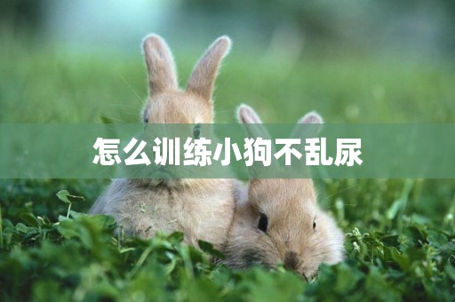 怎么訓練小狗不亂尿